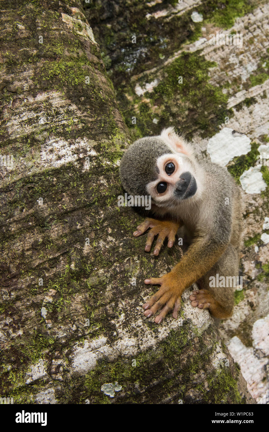 Eine neugierige gemeinsame Totenkopfäffchen (Saimiri sciureus) klammert sich an einen Baumstamm, während Sie der Fotograf auf Monkey Island oder Isla de los Mic Stockfoto