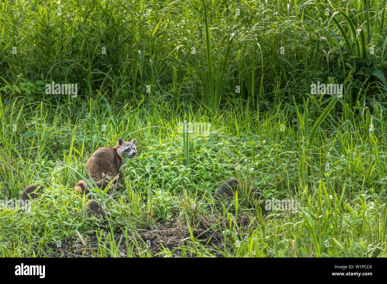 Biosphärenreservat Spreewald, Brandenburg, Deutschland, Naherholungsgebiet, Wüste, Waschbär, Waschbären Familie im Gras Stockfoto