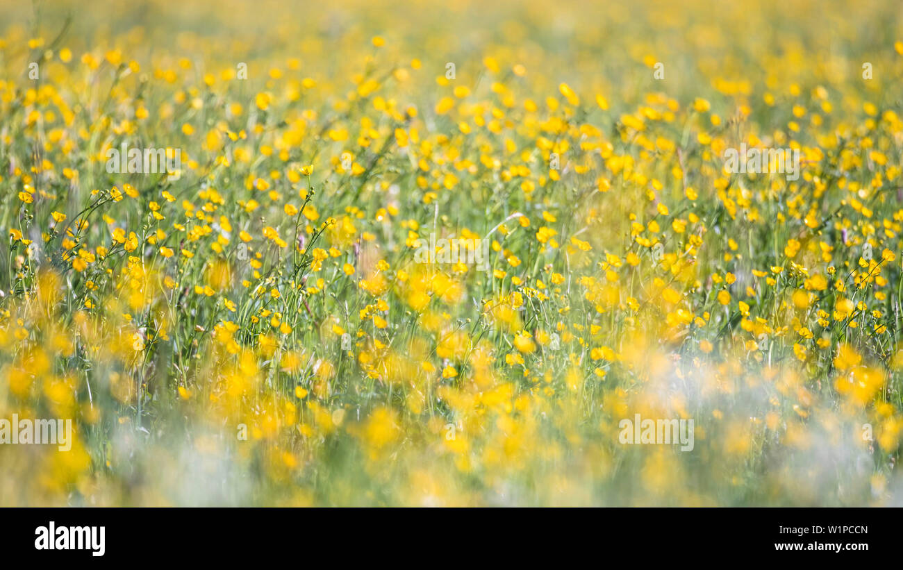 Deutschland, Bayern, Alpen, Oberallgaeu, Oberstdorf, Sommer Landschaft mit Blumenwiese, Sommerferien, Blumen, Biodiversität Stockfoto