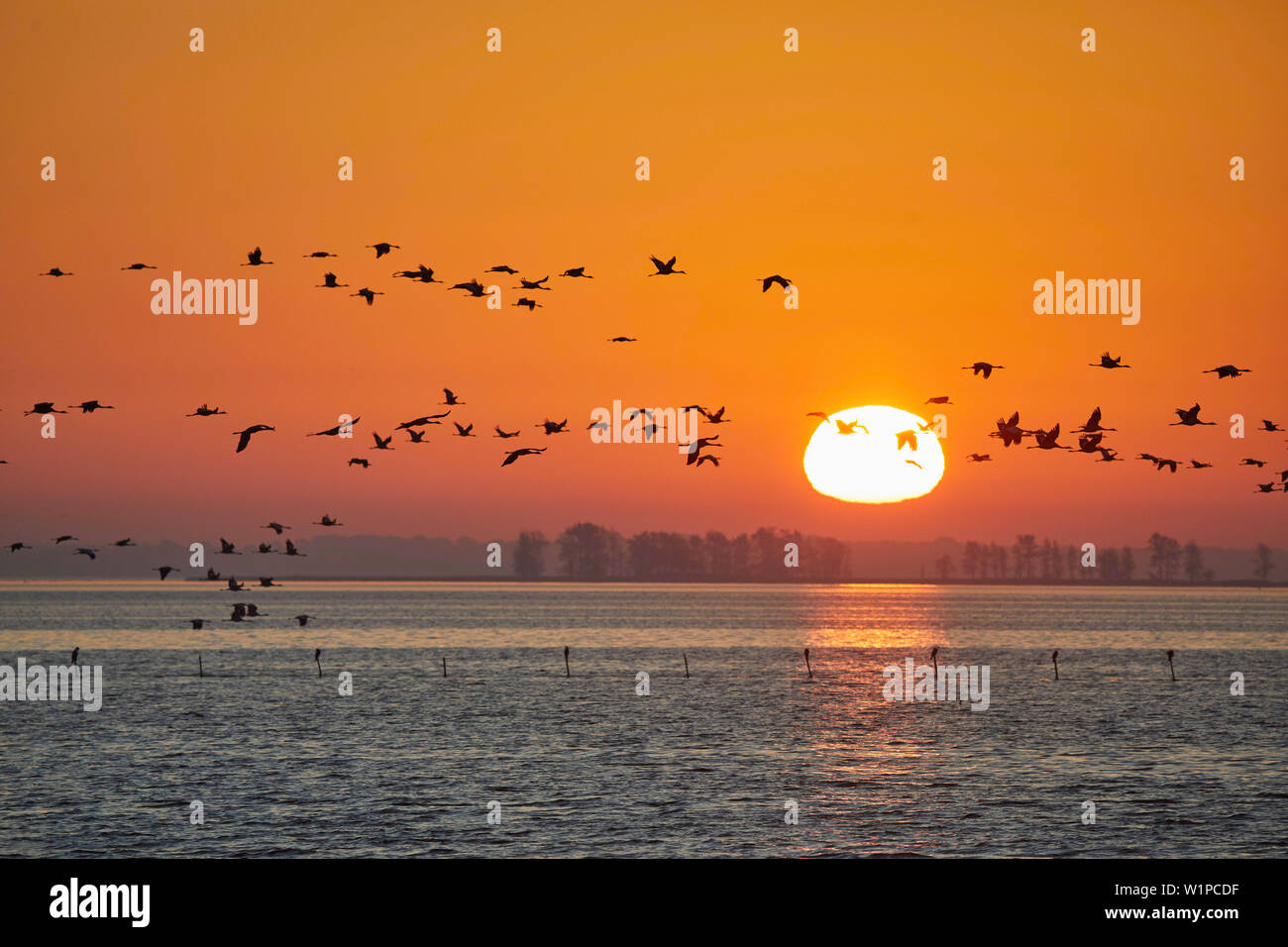 Herbstzug der Kraniche im Nationalpark Vorpommersche Boddenlandschaft, Mecklenburg-Vorpommern, Deutschland Stockfoto