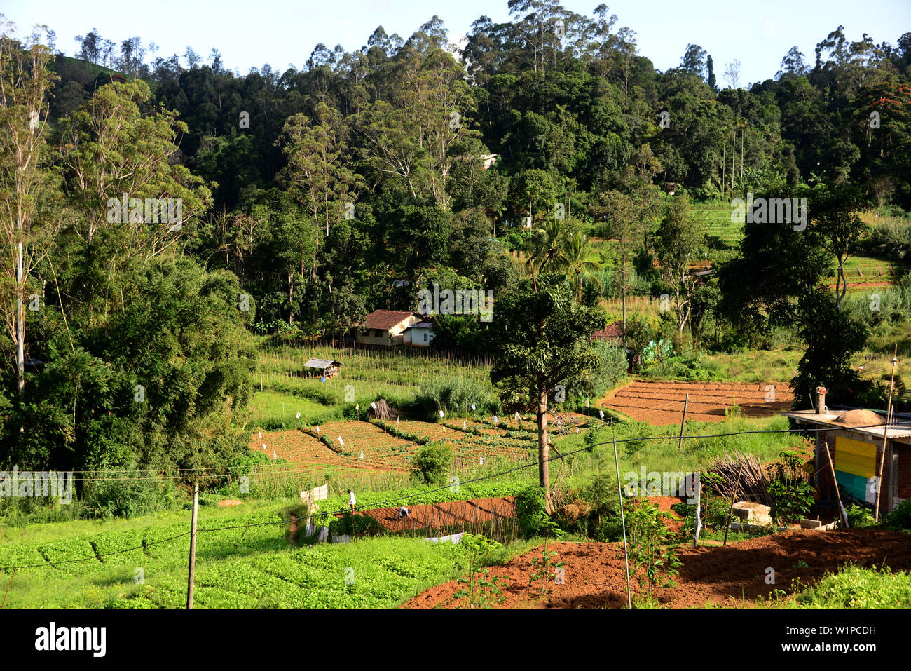 Landwirtschaft in der Nähe der Horton Plains in der Nähe von Nuwara Eliya, Sri Lanka Stockfoto