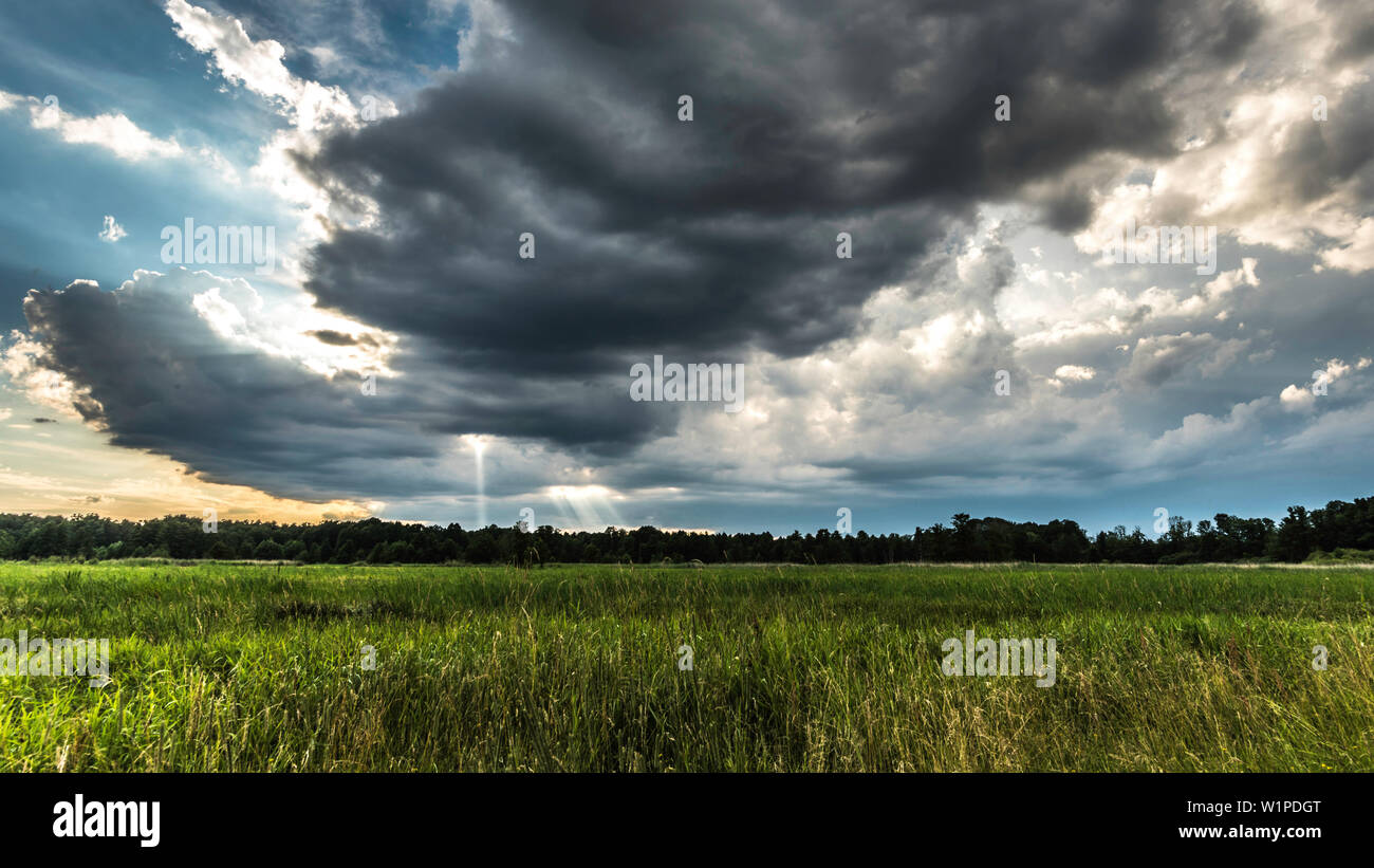 Biosphärenreservat Spreewald, Deutschland, Wandern, Kajakfahren, Erholungsgebiet, Familienurlaub, Familienausflug, wilde Wiese, Weide, Morgentau, Thundersto Stockfoto