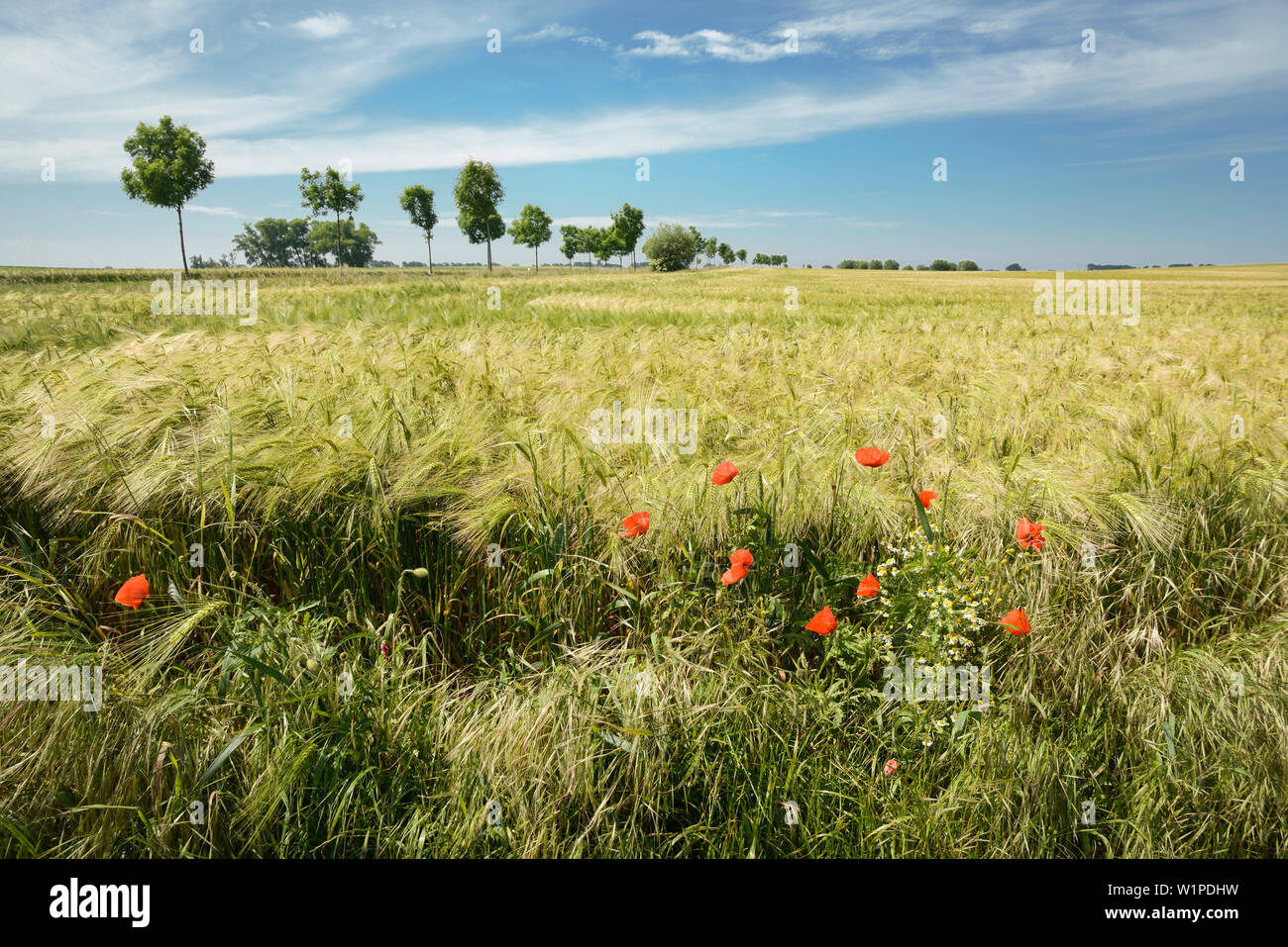 Gerstenfeld, Poel, Nordwestmecklenburg, Mecklenburg-Vorpommern, Deutschland, Europa Stockfoto
