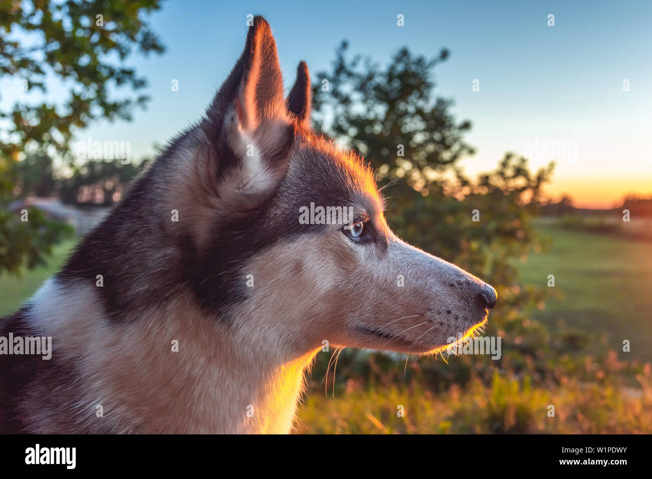 Husky Hund suchen in den Sonnenuntergang Himmel Stockfoto