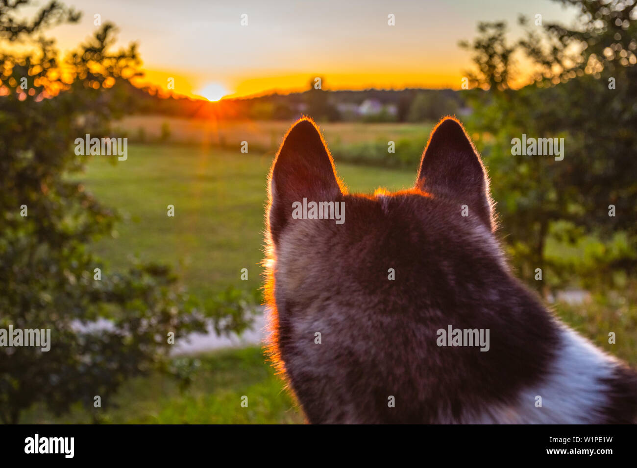 Husky Hund suchen in den Sonnenuntergang Himmel Stockfoto