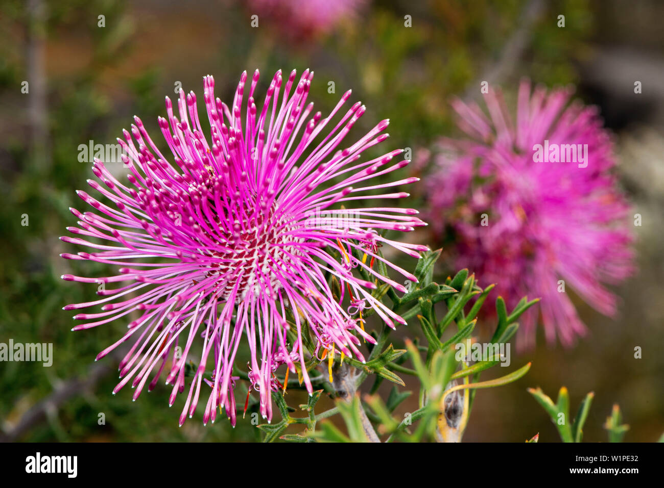 Rose Coneflower (Isopogon crithmifolius) im Marbles Waldgebiet in der Nähe von narrogin in Westaustralien Stockfoto