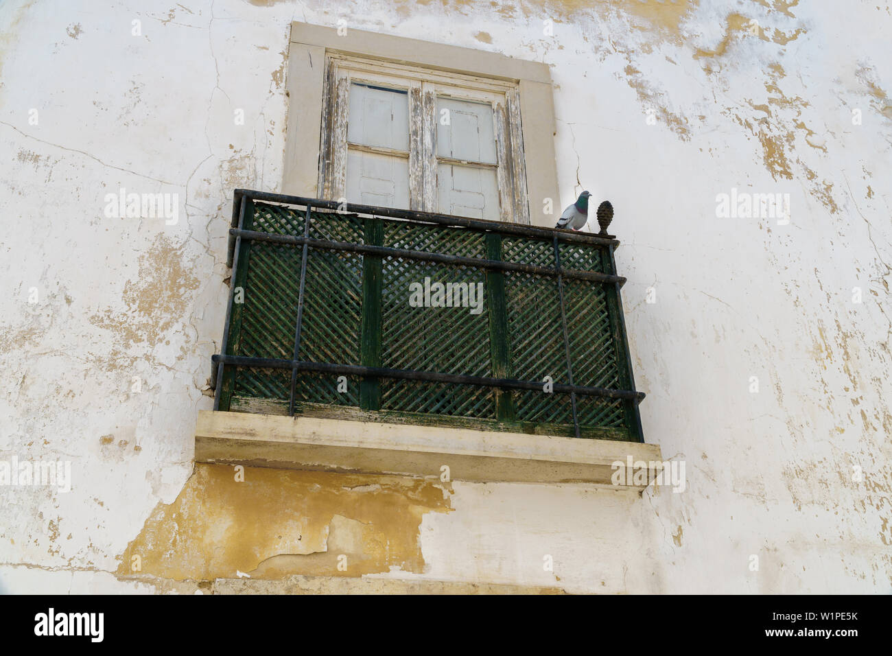 Eine gemeinsame Holz Taube (Columba palumbus) hocken auf einem grünen Holz Balkon Geländer auf ein verwittertes Hausfassade mit Geblähter weiße Farbe in Faro, Port Stockfoto