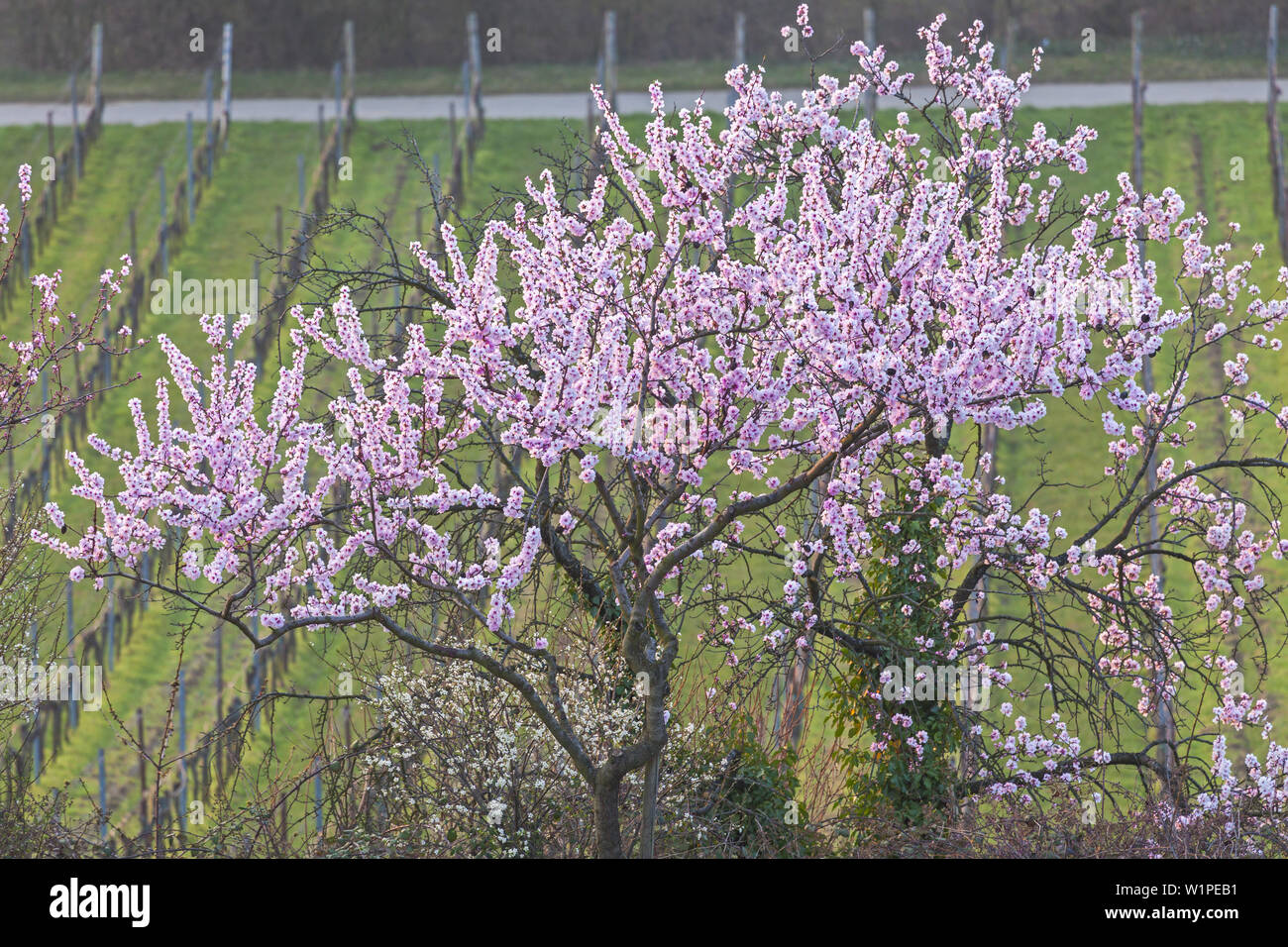 Mandelblüte in der Pfalz Wald, Gimmeldingen, Neustadt von der Deutschen Weinstraße, Pfalz, Rheinland-Pfalz, Deutschland, Europa Stockfoto
