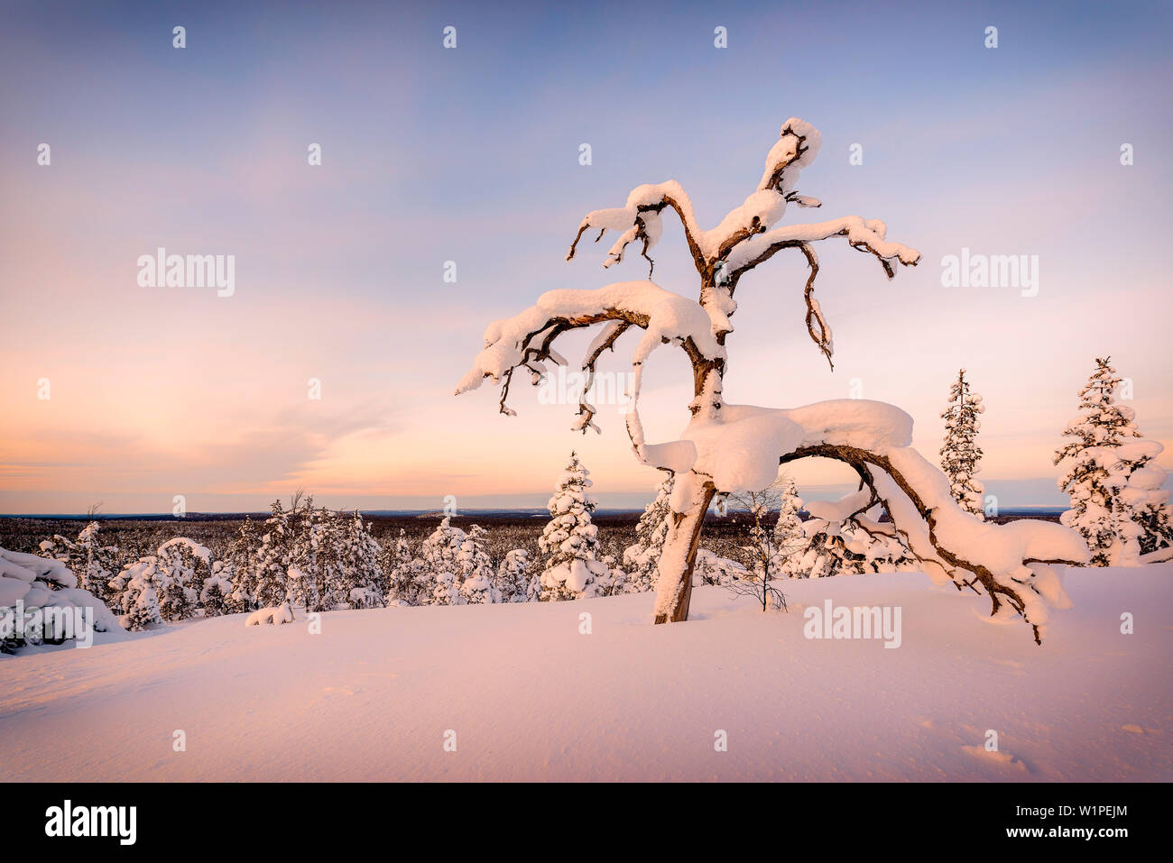 Schneebedeckter Baum auf einem Hügel in der pyhä-luosto Nationalpark, finnisch Lappland Stockfoto