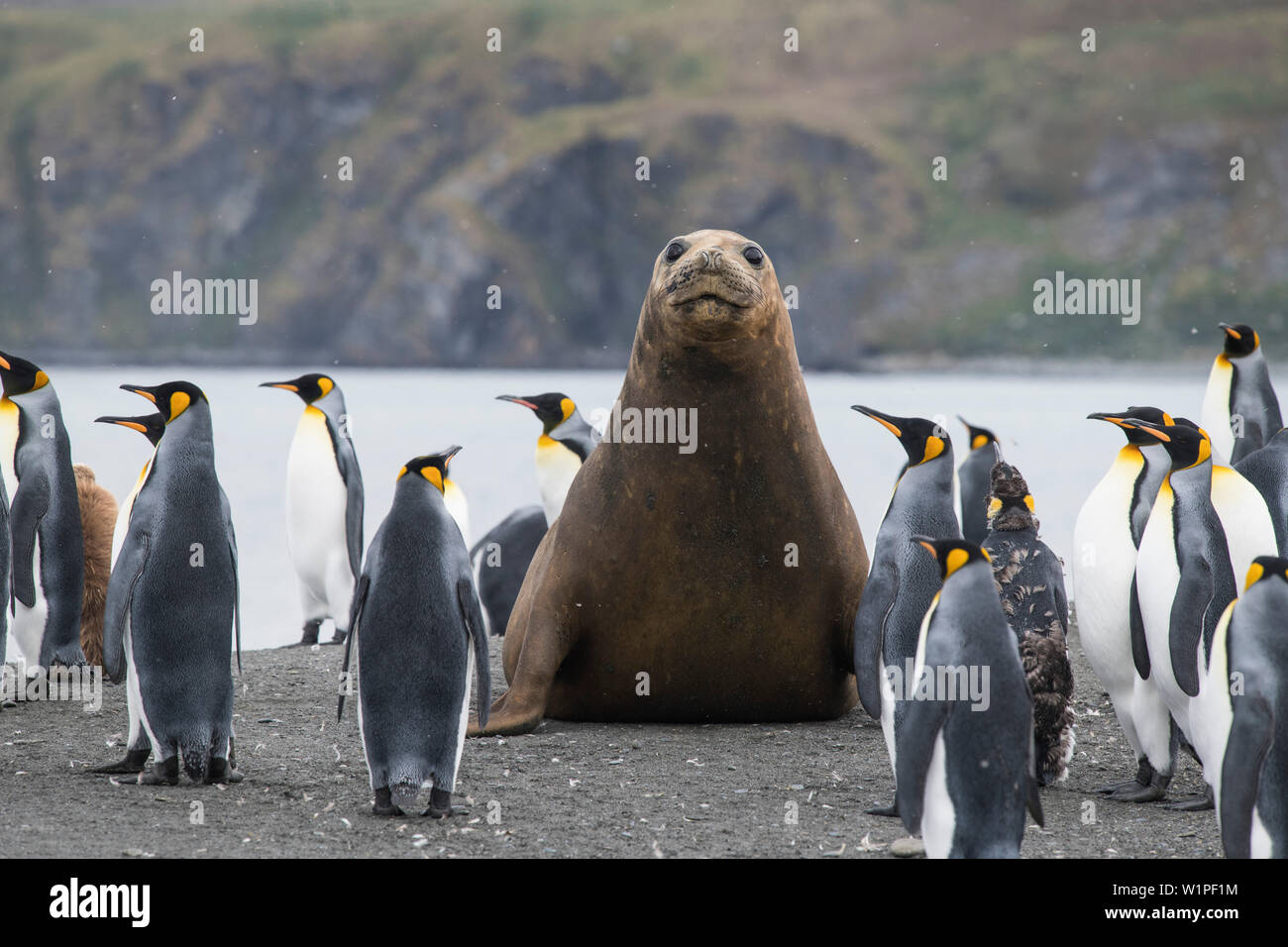 Ein Südlicher See-Elefant (Mirounga leonina leonina) towers über mehrere Königspinguine (Aptenodytes patagonicus) am Strand, Gold Harbour, South Georgia Isl Stockfoto