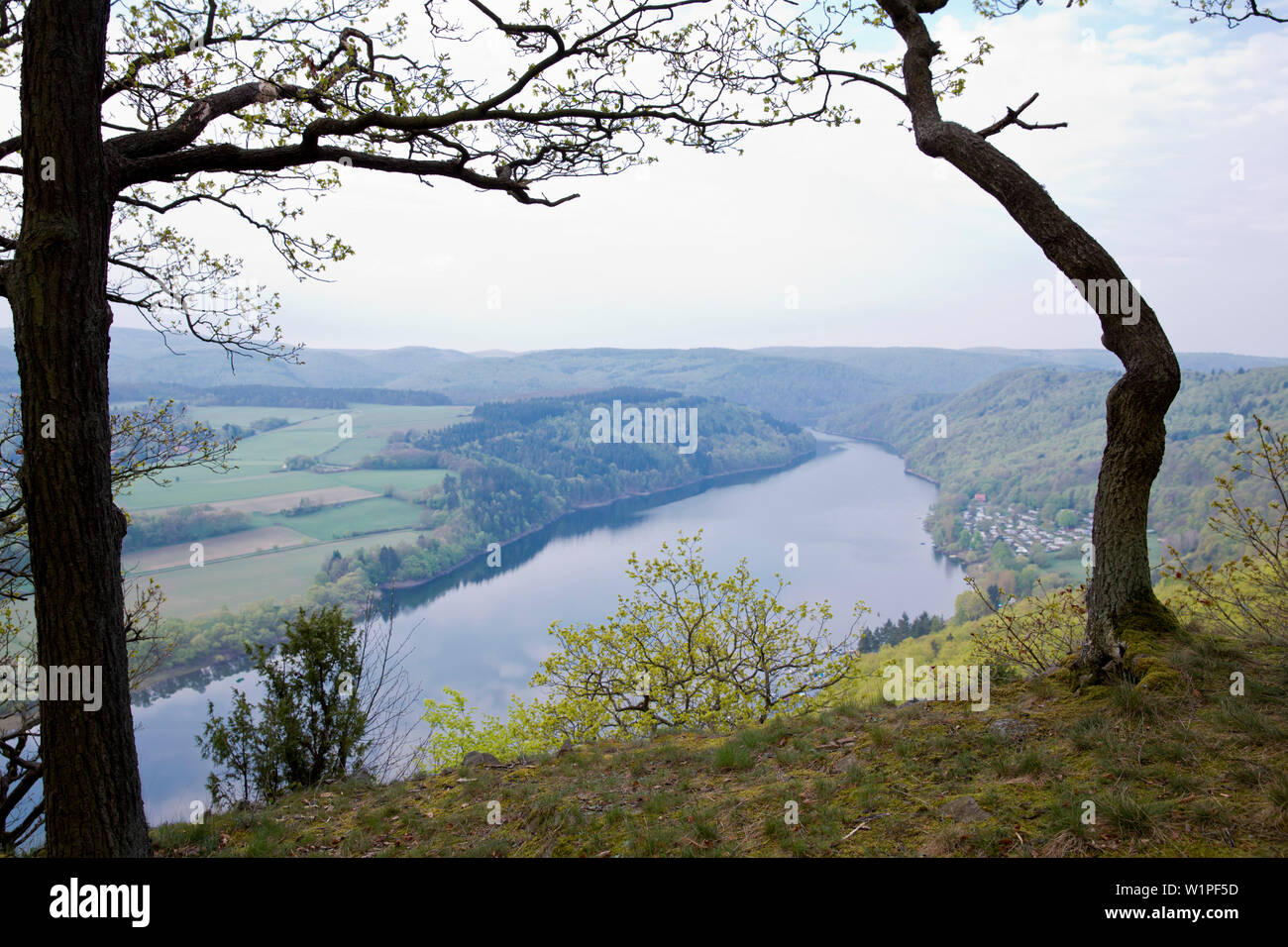 Blick auf Edersee von Kahle Hard Route Aussichtspunkt in der Nähe von Rügen  im Nationalpark Kellerwald-Edersee mit stiellose Eiche (Quercus pontica)  See Stockfotografie - Alamy