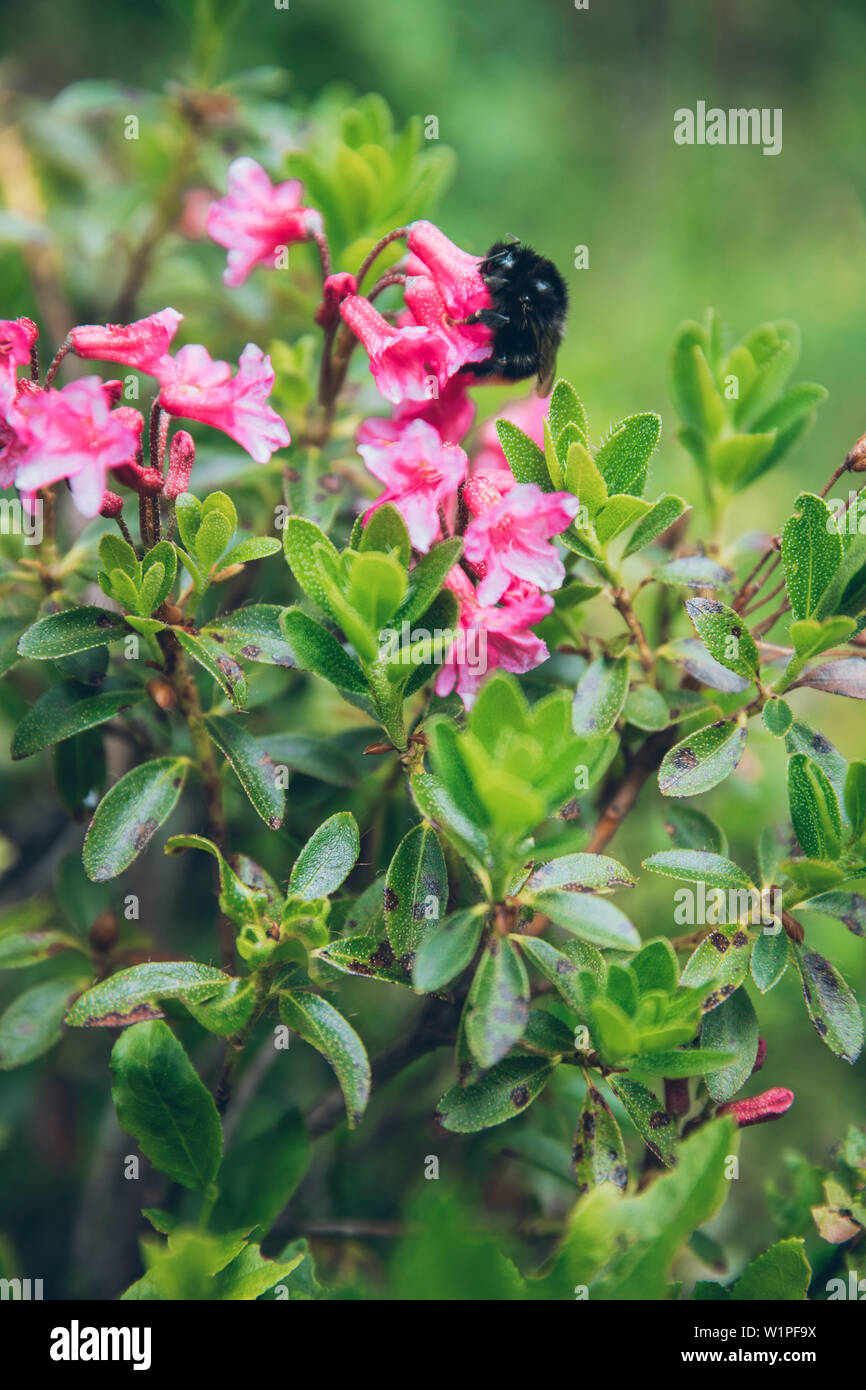 Hummel auf einer Blüte, E5, Alpenüberquerung, 3. Stufe, Seescharte, Inntal, Memminger Hütte zu Unterloch Alm, Tirol, Österreich, Alpen Stockfoto