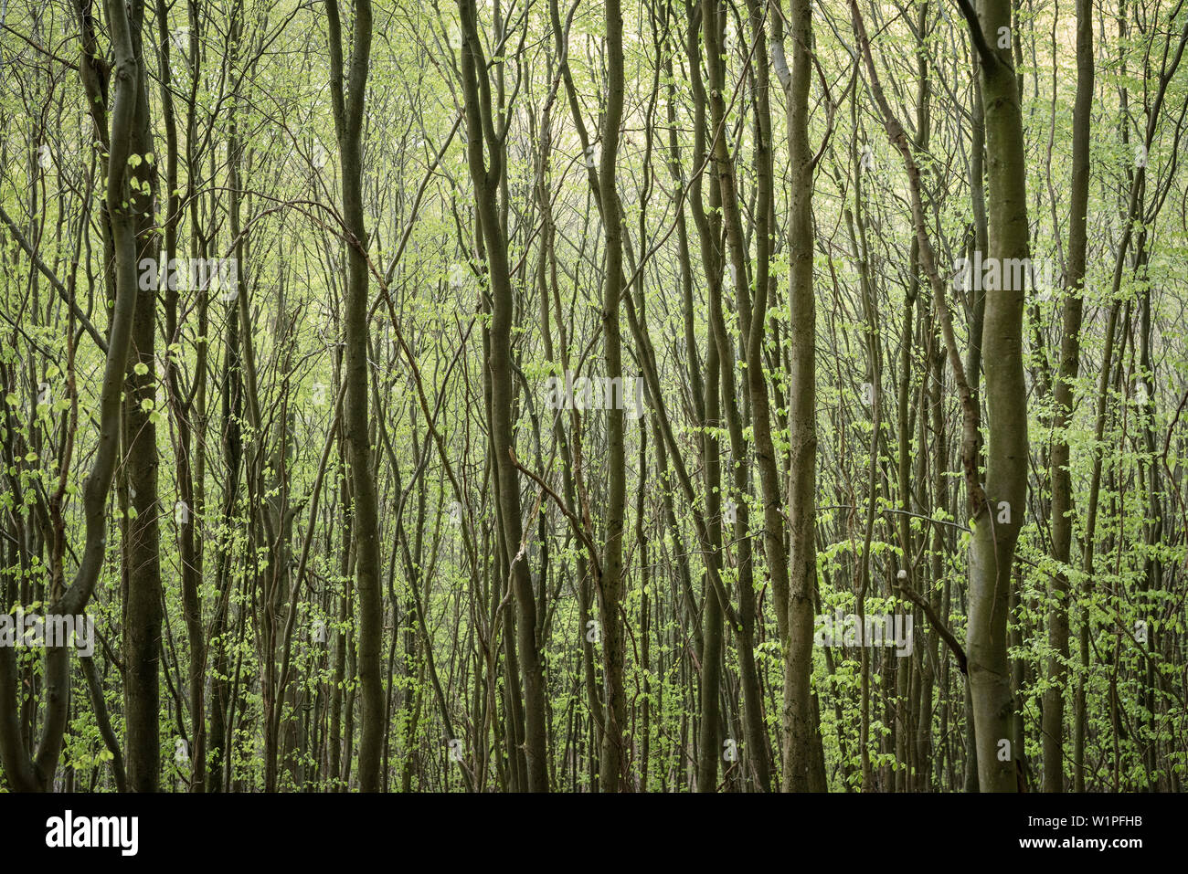 UNESCO-Weltkulturerbe Alte Buchenwälder Deutschlands, Edersee Nationalpark Kellerwald, Hessen, Deutschland Stockfoto