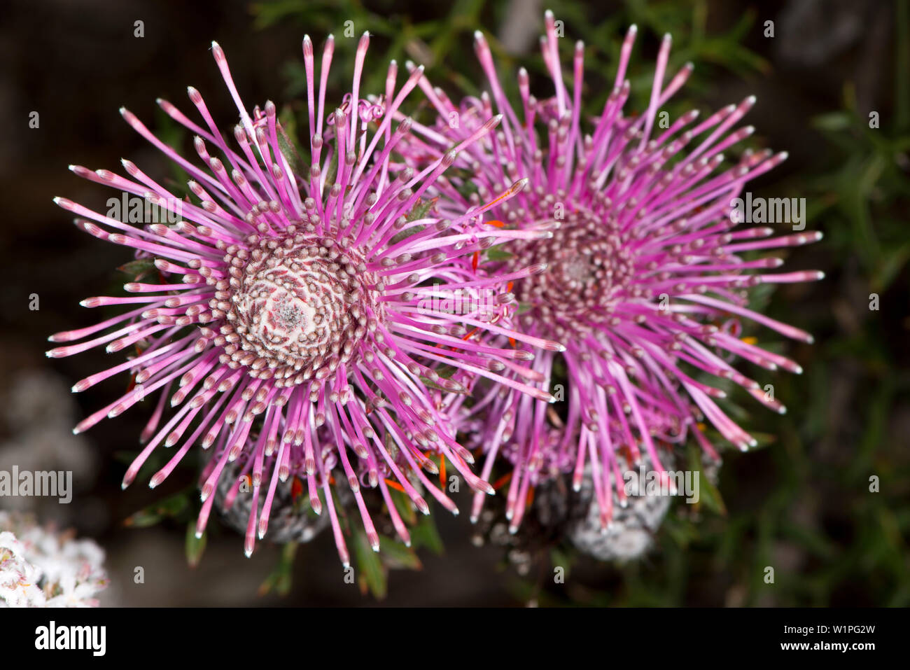 Rose Coneflower (Isopogon crithmifolius) im Marbles Waldgebiet in der Nähe von narrogin in Westaustralien Stockfoto