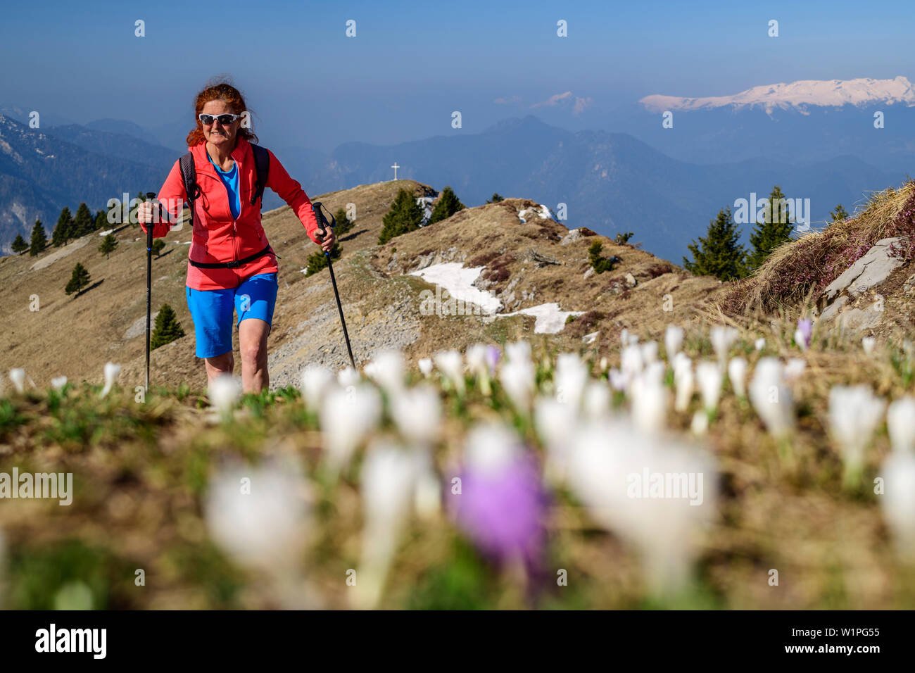 Frau wandern durch Wiese mit Krokusse blühen, Monte Caret, Gardasee, Gardasee Berge, Trentino, Italien Stockfoto