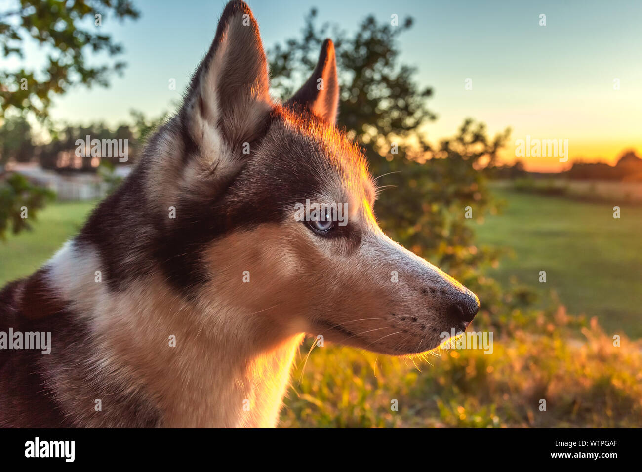 Husky Hund suchen in den Sonnenuntergang Himmel Stockfoto