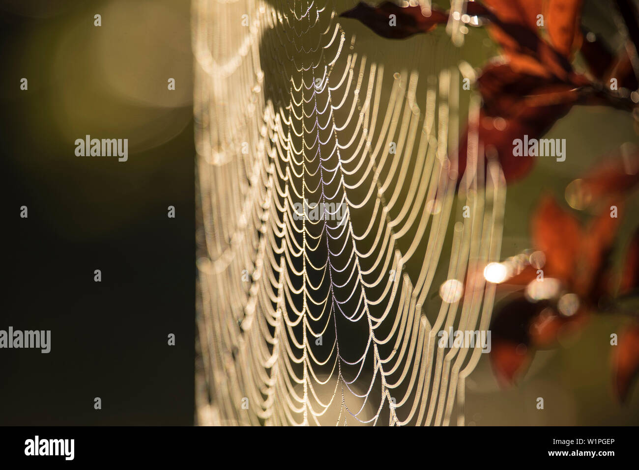 Biosphärenreservat Spreewald, Deutschland, Erholungsgebiet, Spinne Spinnen ein Cobweb, Abstraktion, Indian Summer Stockfoto