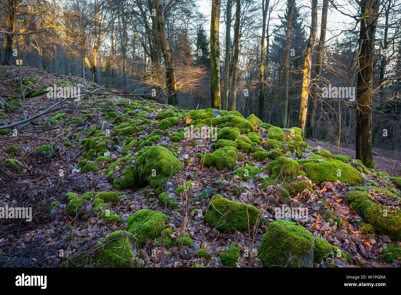 Reste einer keltischen Mauer, winterlichen Wald, Rheinland-Pfalz, Deutschland, Europa Stockfoto