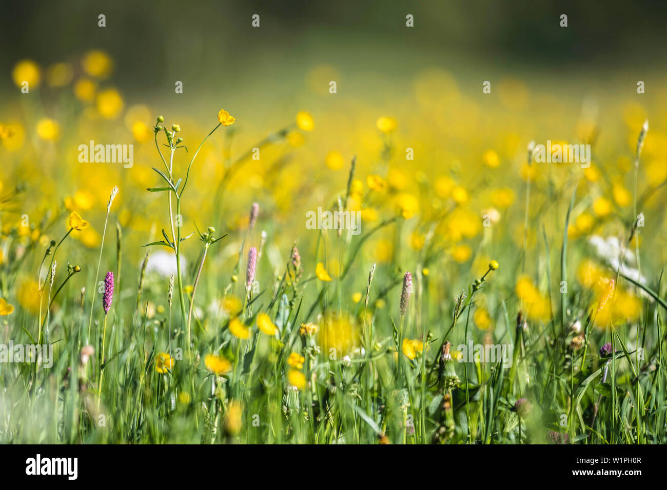 Deutschland, Bayern, Alpen, Oberallgaeu, Oberstdorf, Sommer Landschaft mit Blumenwiese, Sommerferien, Blumen, Biodiversität Stockfoto