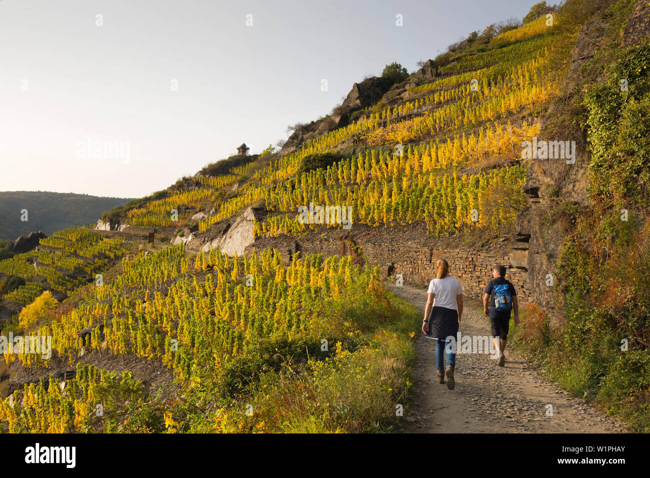 Ahr sinuosity, in der Nähe von Mayschoss, Rotweinwanderweg Ahrsteig Wanderweg Wanderweg, Ahr, Rheinland-Pfalz, Deutschland Stockfoto