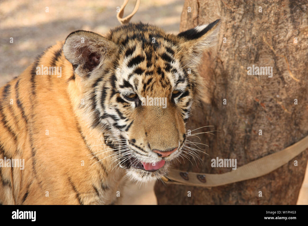 Nette junge zähmen Tiger (6 Monate alt) in der berühmten Tiger Tempel in Kanchanaburi, Thailand Stockfoto