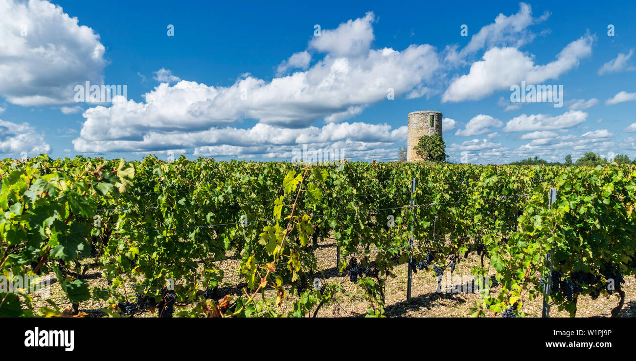 Weinberge in Medoc, Bordeaux, Gironde, Aquitanien, Frankreich, Europa Stockfoto