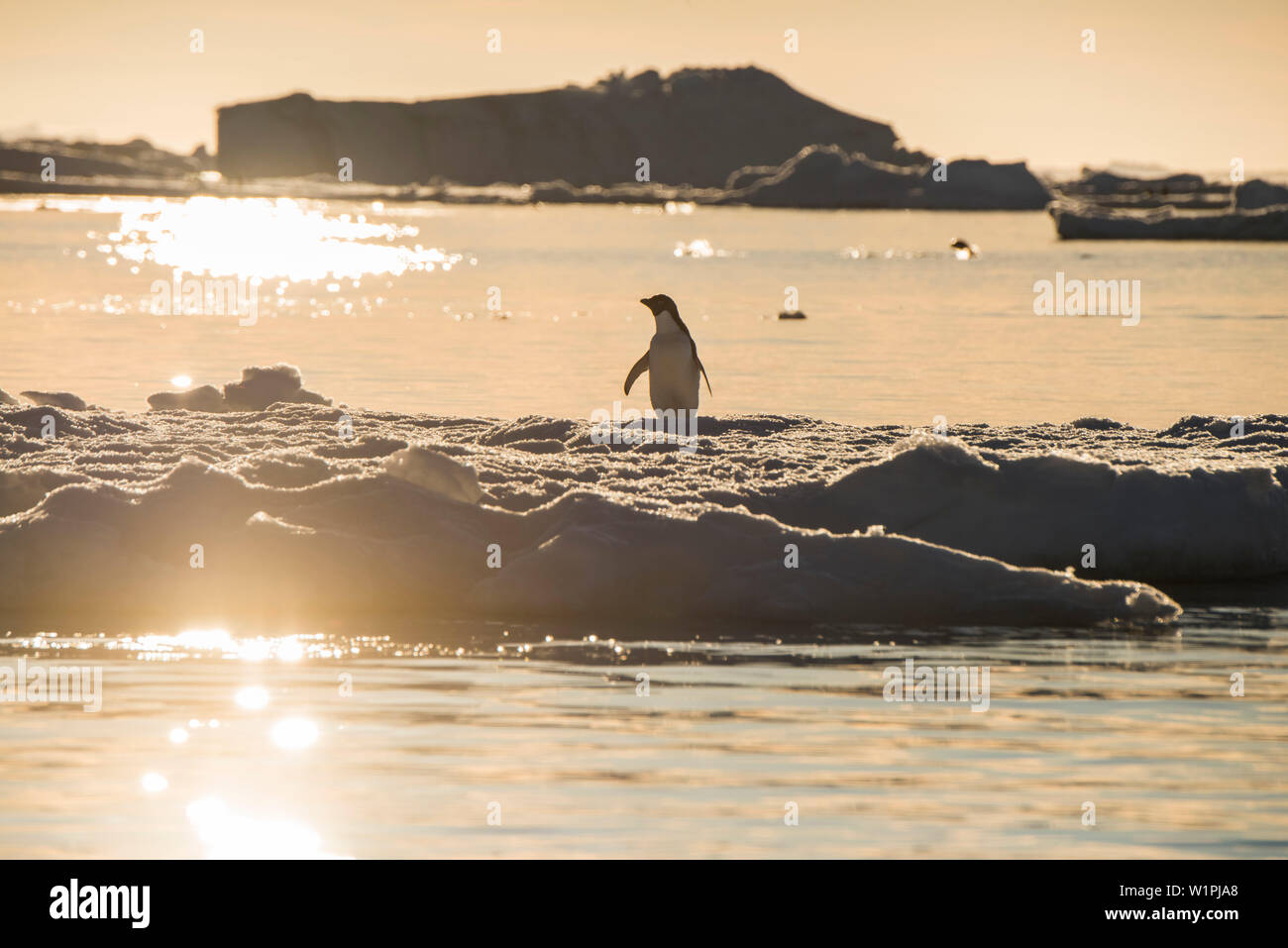 Ein einsamer Adélie penguin (Pygoscelis adeliae) steht auf einer Eisscholle von Meereis wie die Hintergrundbeleuchtung Sonne, Paulet Island, Antarktische Halbinsel, Antarktis Stockfoto