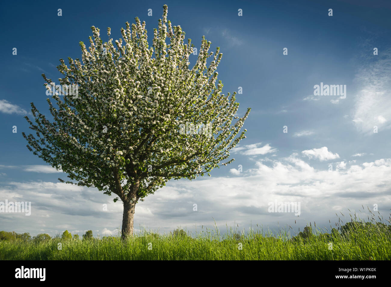 Blühender Apfelbaum, Sande, Friesland, Niedersachsen, Deutschland, Europa Stockfoto