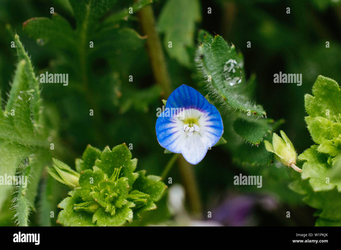 Speedwell, Gipsy Unkraut, Veronica Officinalis Stockfoto