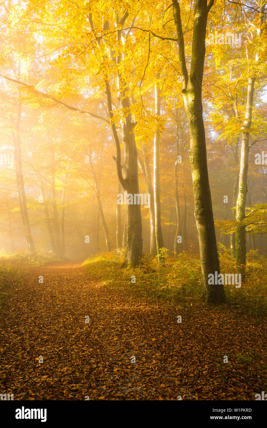 Die Sonne bricht durch dichten Nebel in den herbstlichen Wald in der Nähe von Herrsching, Bayern, Deutschland Stockfoto