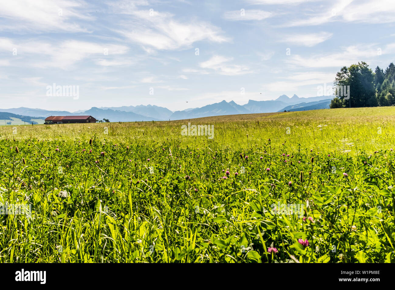 Berge in der Nähe von Chatel-Saint-Denis, Greyerzer, Kanton Freiburg, Schweiz Stockfoto