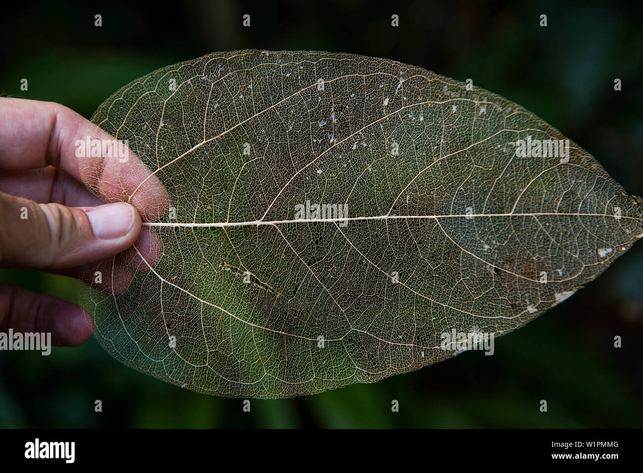 Eine Hand hält das 'skeleton' eines Blattes, zeigt die Ader - sturcture, ohne Deckung des grünen Kin', Rimatara, Austral Islands, Französisch-Polynesien, Süd P Stockfoto
