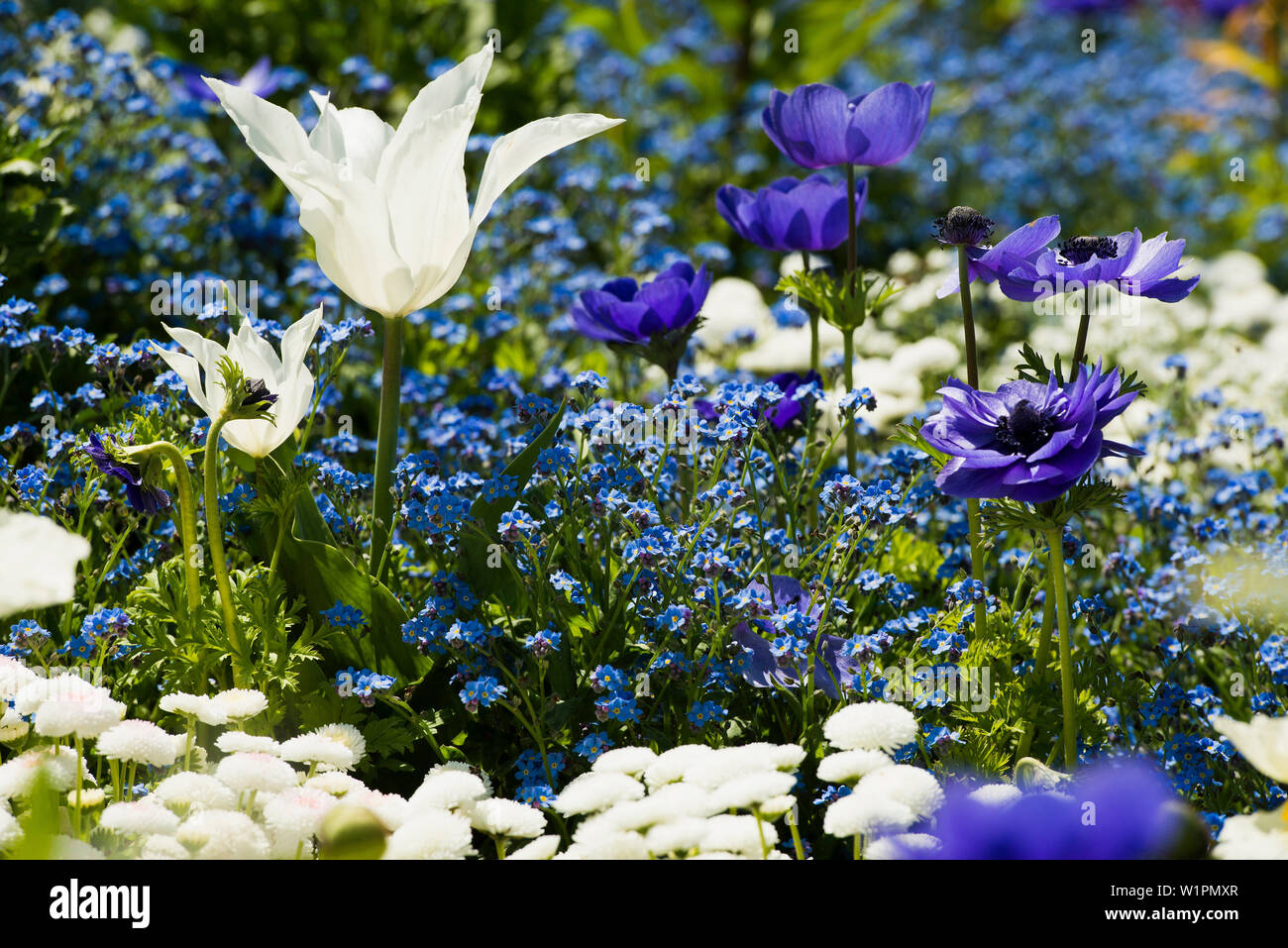 Blühende Blumen im Frühling, Insel Mainau, Bodensee, Baden-Württemberg, Deutschland Stockfoto