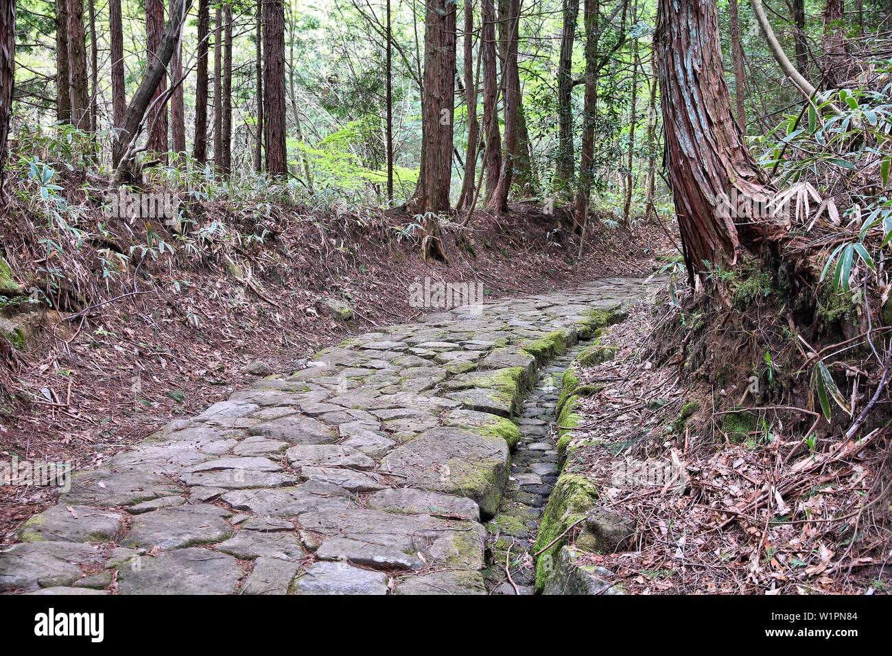 Japan Waldweg - historische Nakasendo Trail zwischen Magome und Tsumago. Stockfoto