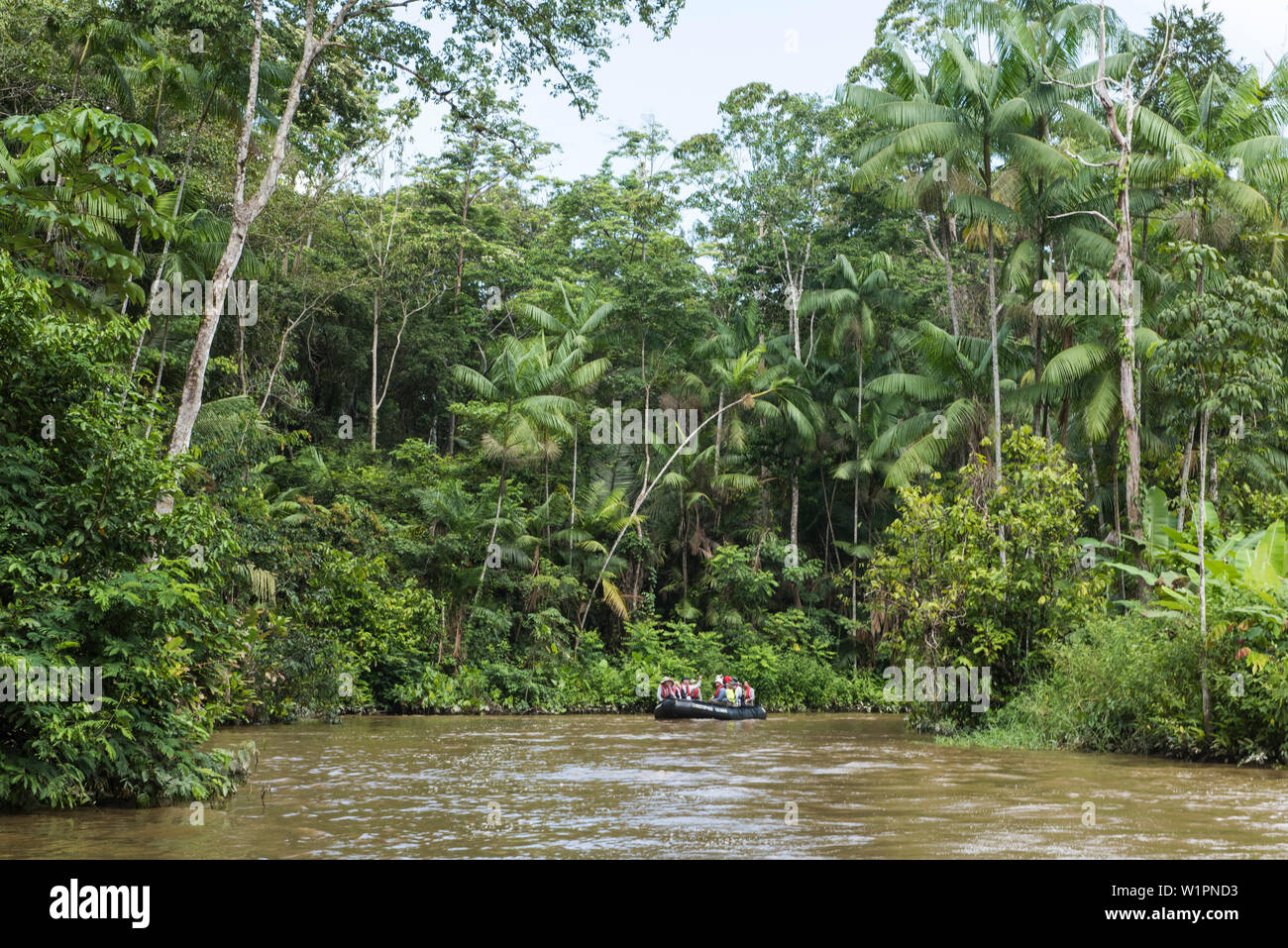 Die Passagiere von einer Expedition Kreuzfahrt mit einem Zodiac Beiboot ein Klein-Arm des Amazonas, Marali, Para, Brasilien, Südamerika zu erkunden Stockfoto