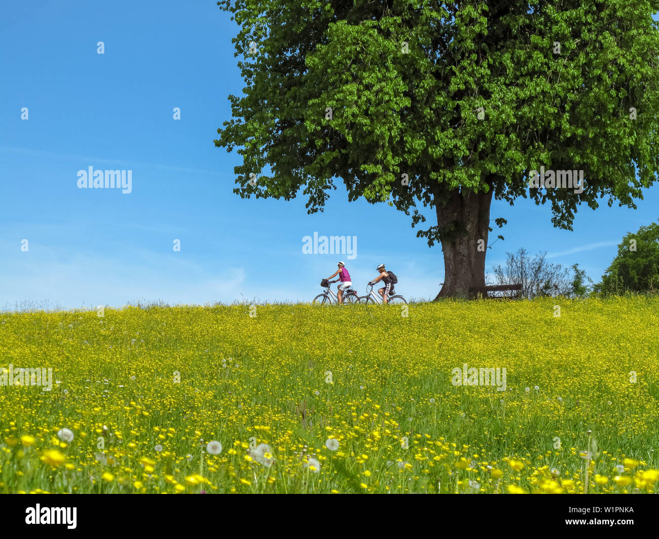 Zwei Radfahrer fahren mit Helm und leichtes Gepäck neben der großen Linde in Hagenau zwischen blühenden Wiesen, schöne Wetter im Frühling und Blu Stockfoto