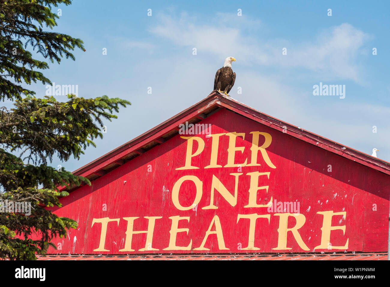 Weißkopfseeadler auf einem Dach, Homer, Kenai Halbinsel, Alaska, USA Stockfoto