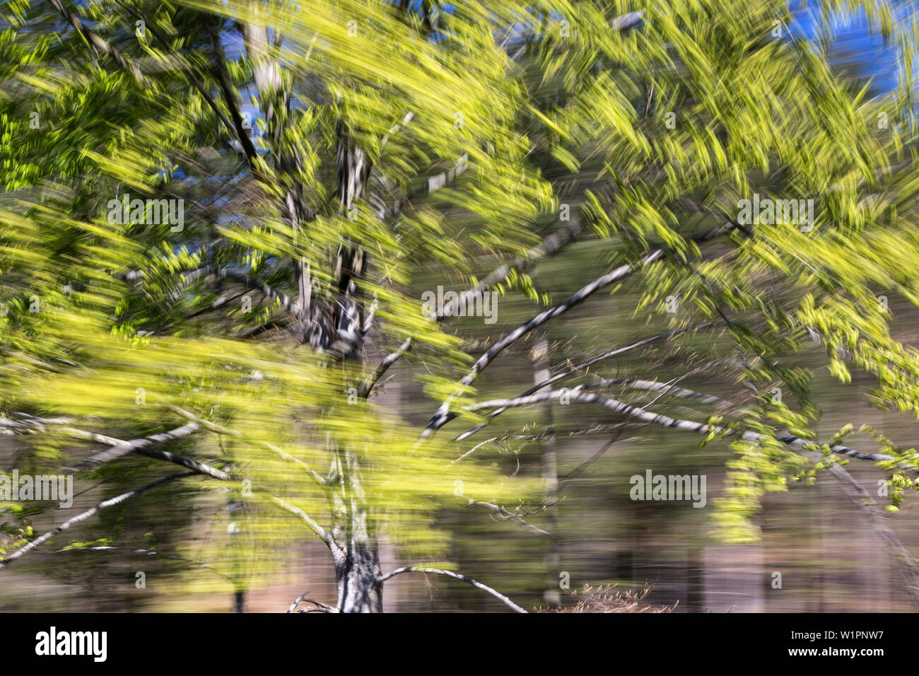 Bewegt Laubbaum, abstrakte, Buche, Fagus sylvatica, Frühling, Bayern, Deutschland, Europa Stockfoto