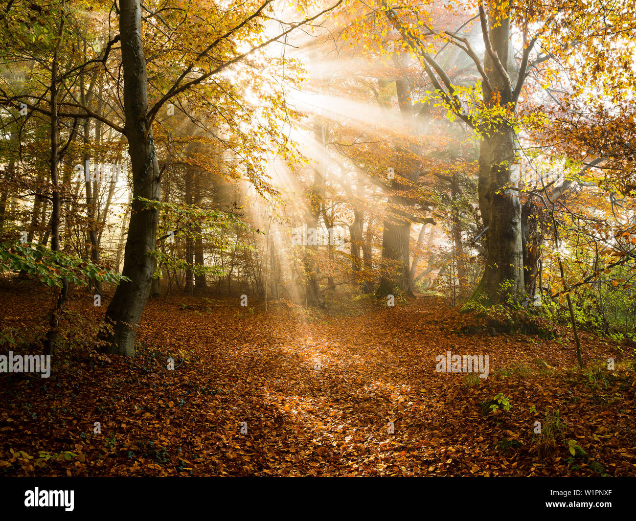 Die Sonne bricht durch dichten Nebel in den herbstlichen Wald in der Nähe von Herrsching, Bayern, Deutschland Stockfoto