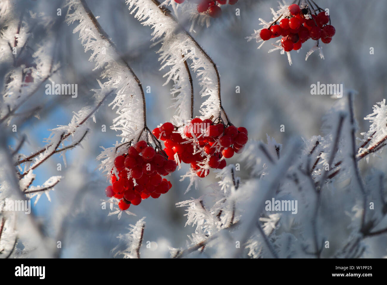 Beeren der Viburnum opulus mit whitefrost im Winter, Bayern, Deutschland, Europa Stockfoto