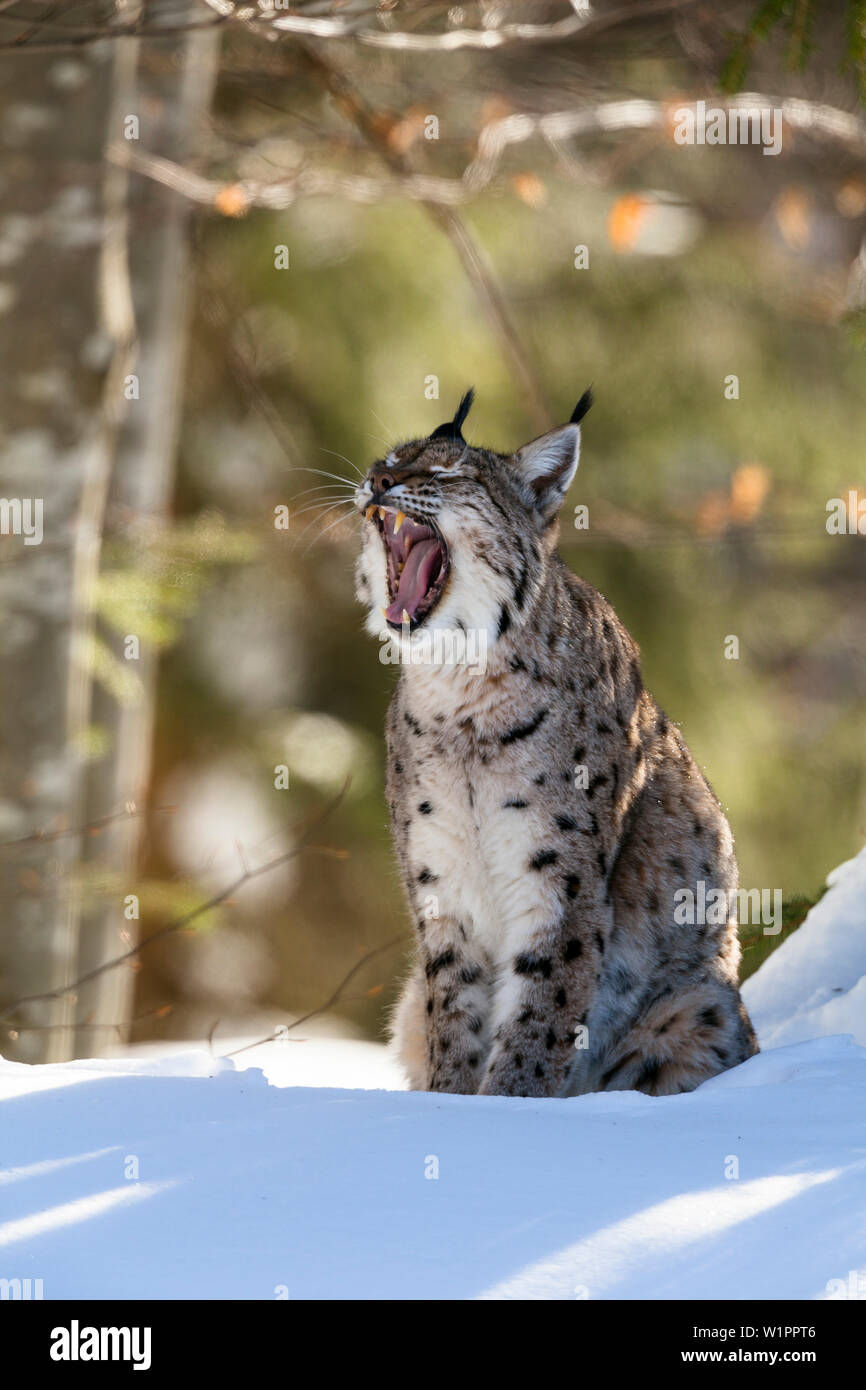 Europäischen Luchs im Schnee gähnen, Lynx lynx, Nationalpark Bayerischer Wald, Bayern, Deutschland, Captive Stockfoto