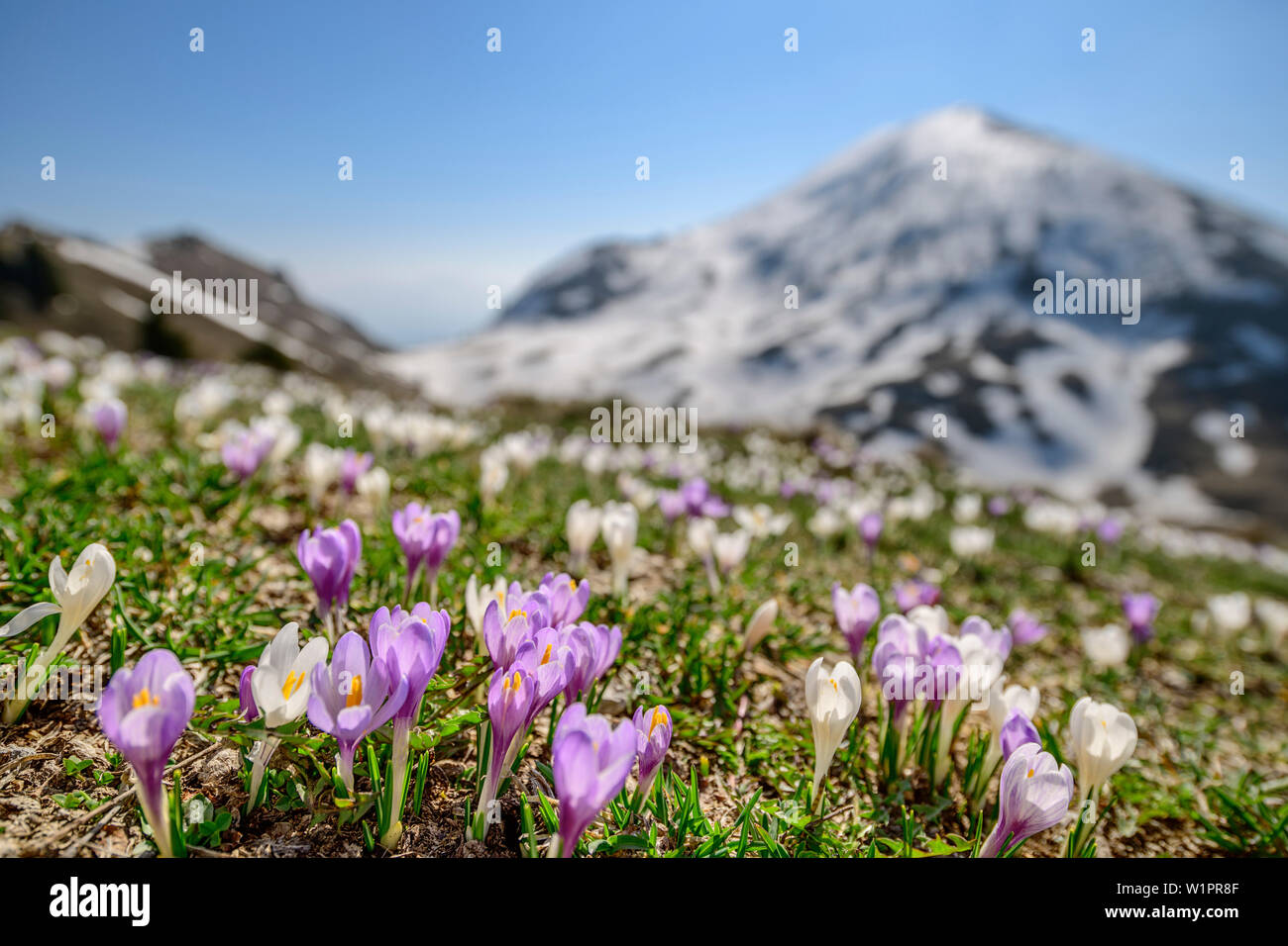 Krokusse blühen mit schneebedeckten Berg im Hintergrund, Monte Caret, Gardasee, Gardasee Berge, Trentino, Italien Stockfoto