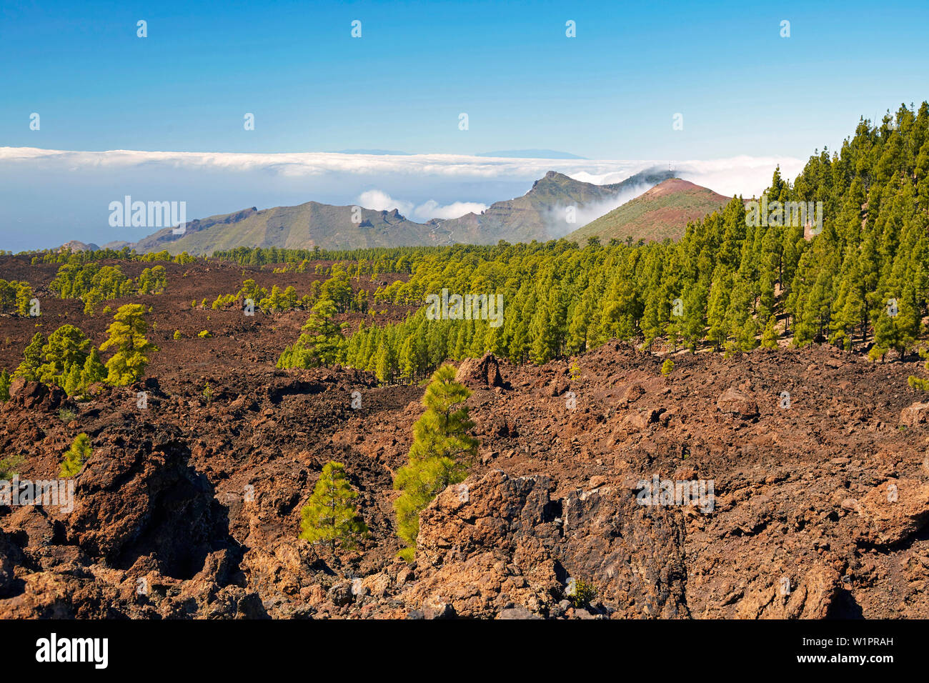 Kanarische Kiefernwald am Vulkan Chinyero und Blick auf La Palma, Parque Nacional del Teide, Naturerbe der Welt, Teneriffa, Kanaren, Isl Stockfoto