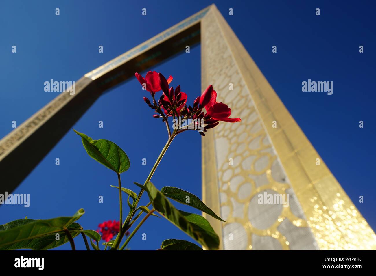 Dubai Frame, Pflanzen, Blumen, Zaabel Park, Dubai, VAE, Vereinigte Arabische Emirate Stockfoto
