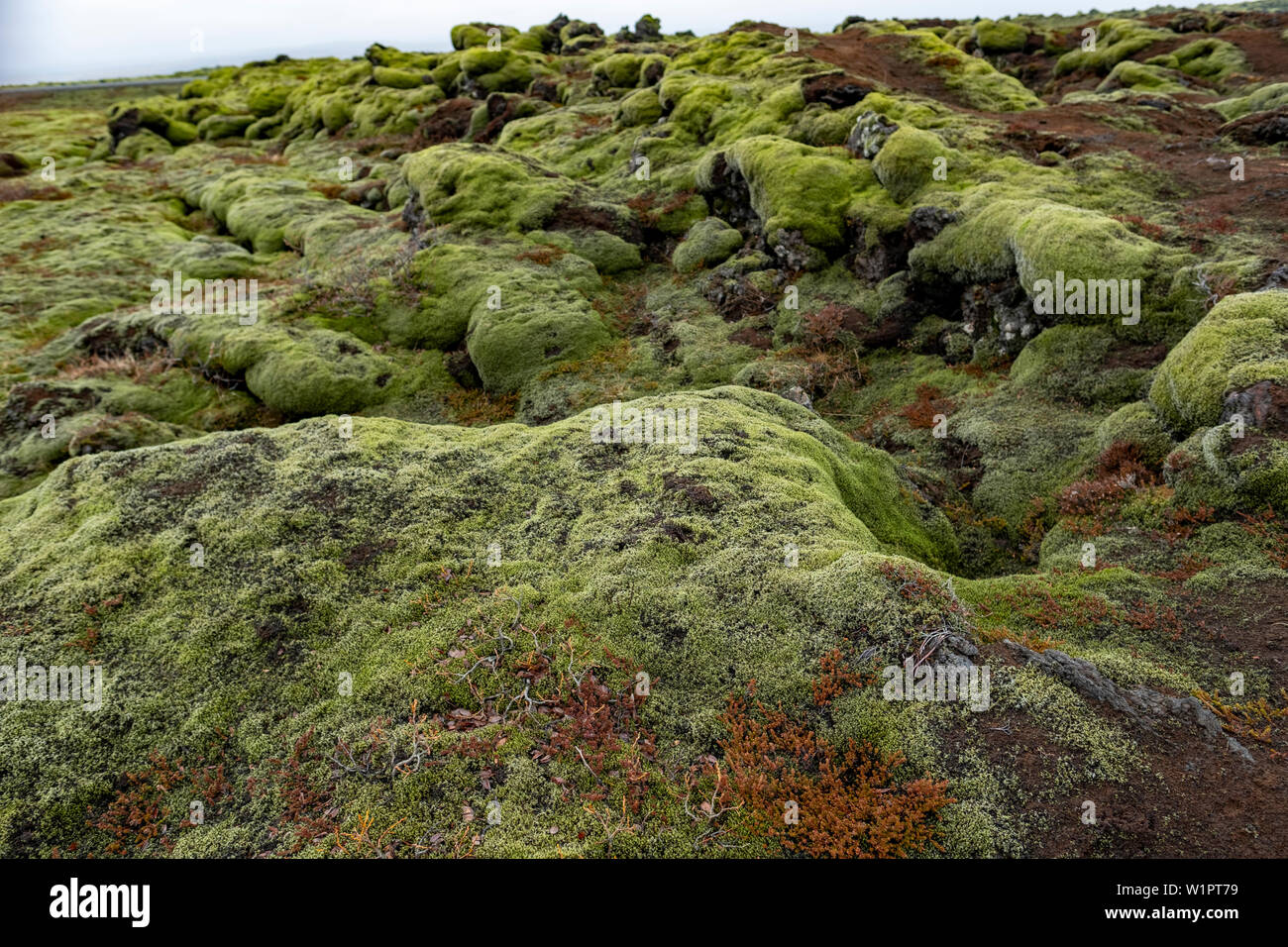 Grün bemoosten Lavafelder des südlichen Island Eldraun Lavafeld. Stockfoto