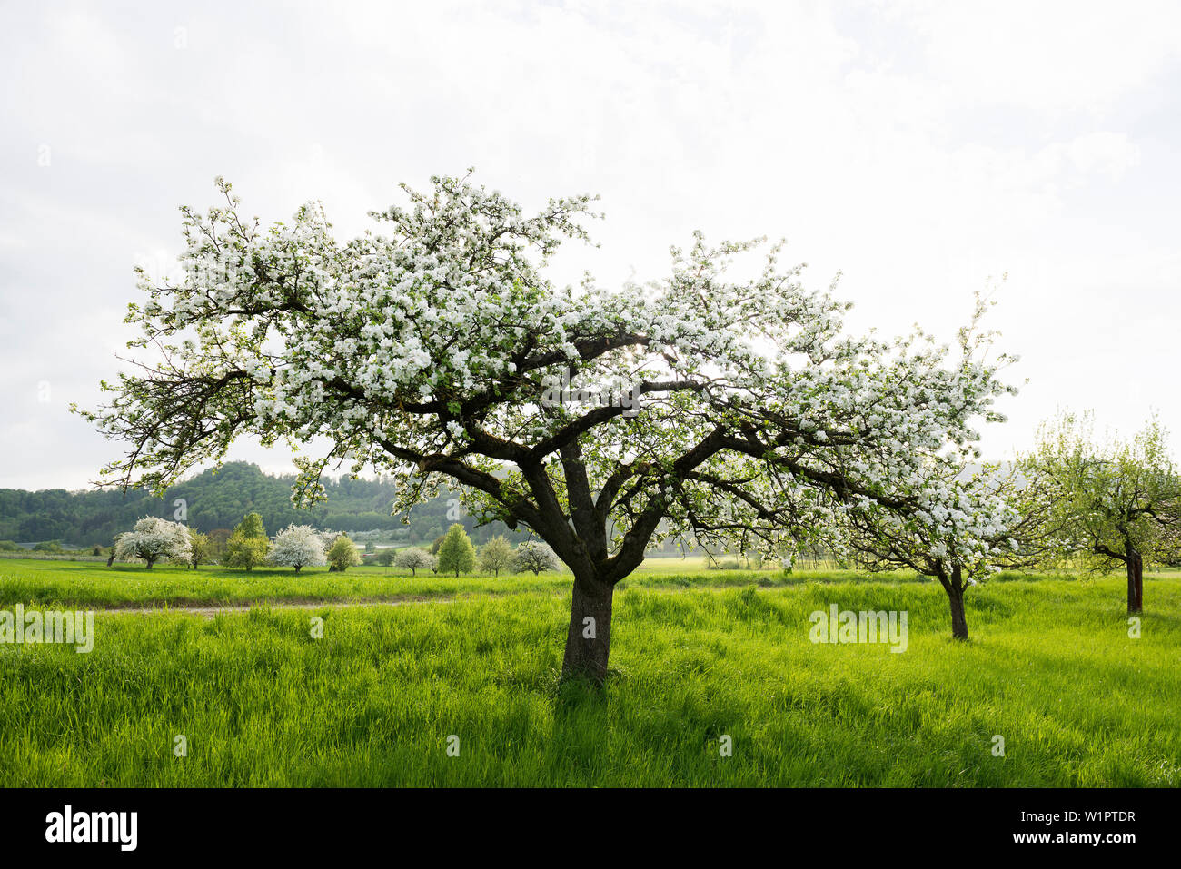 Blühenden Obstgarten Wiese, in der Nähe von Salem, Bodensee, Baden-Württemberg, Deutschland Stockfoto