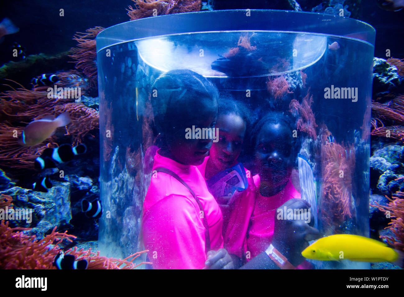 Kinder innen Einblickröhrchen im Aquarium in der Antarktis Anzeige an Sea World Orlando Theme Park in Orlando, Florida, USA Stockfoto