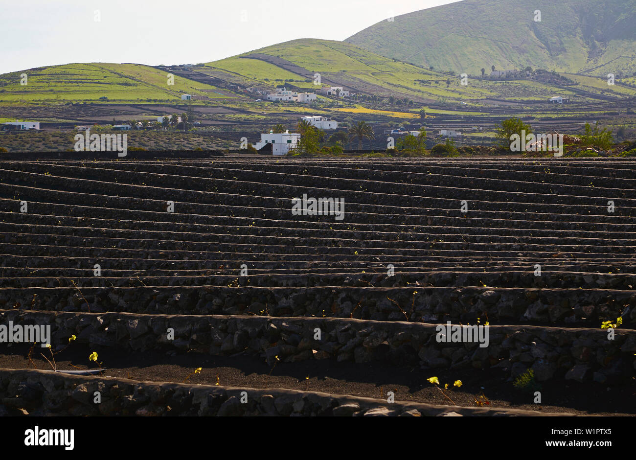 Weinbaugebiet in der Nähe von Masdache, Lanzarote, Kanarische Inseln, Islas Canarias, Spanien, Europa Stockfoto