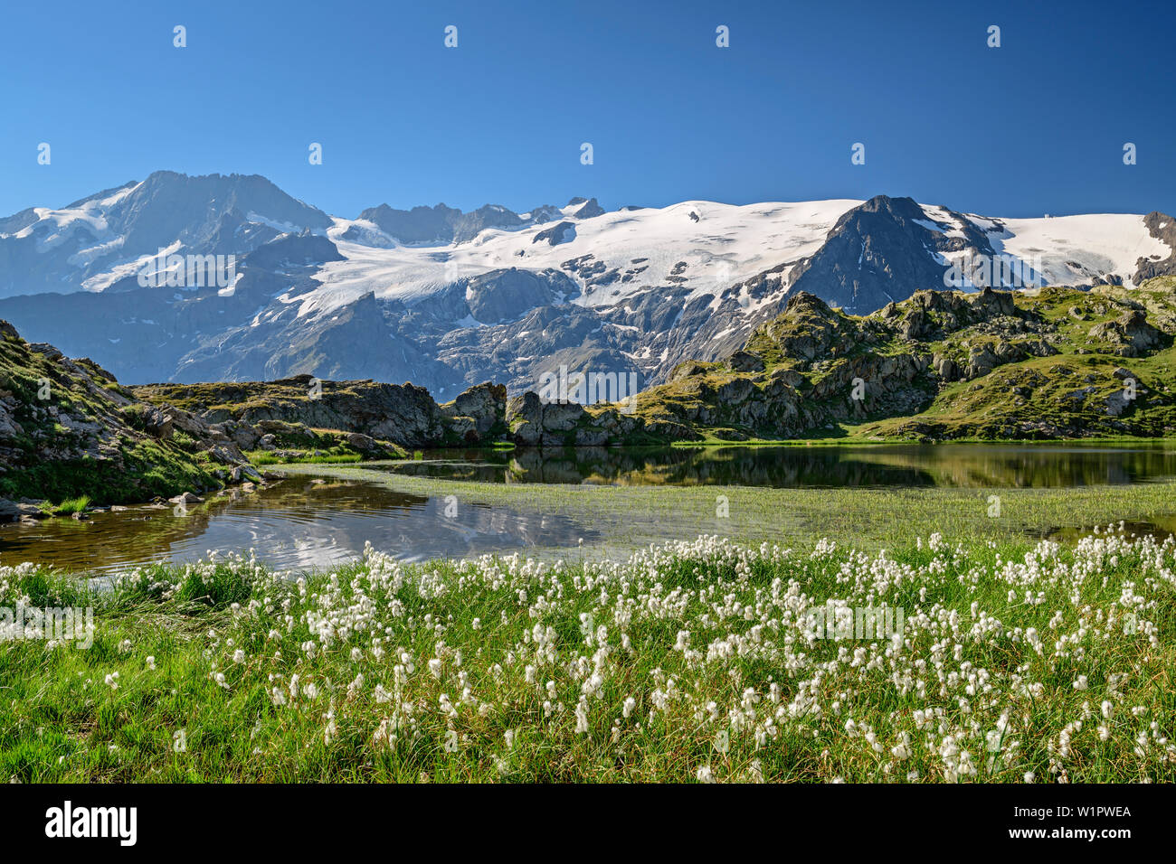 See mit Baumwolle Gras vor der Gletscher Berge, Blick Richtung Ecrins, See Lac Lérié, Plateau d'Emparis, Nationalpark Ecrins, Dauphine, Dauphin Stockfoto