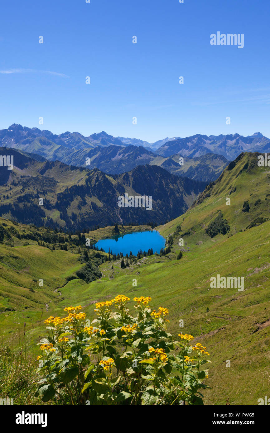 Alpine ragwort Senecio alpinus, See Seealpsee, Nebelhorn, in der Nähe von Oberstdorf, Allgäuer Alpen, Allgäu, Bayern, Deutschland Stockfoto